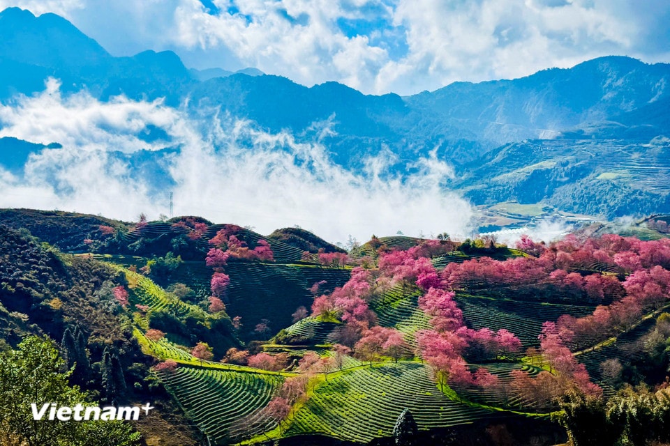 Những triền đồi phủ kín sắc hồng rực mai anh đào. (Ảnh: Trần Hương Sơn/Vietnam+)
