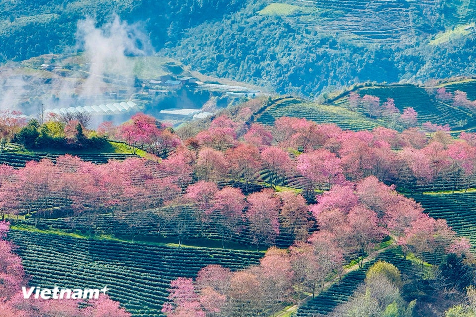 Mai anh đào Sapa mang một vẻ đẹp đặc trưng với sắc hồng phấn tinh khôi. (Ảnh: Trần Hương Sơn/Vietnam+)