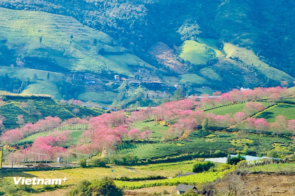 Không chỉ là địa điểm du lịch Sapa lý tưởng cho những bức ảnh đẹp, đồi chè Ô Long còn là nơi du khách có thể tham gia các hoạt động thú vị như hái chè, thưởng thức trà tươi. Đây là địa điểm lý tưởng cho những ai yêu thích chụp ảnh và muốn tìm về một không gian yên bình, lãng mạn. (Ảnh: Trần Hương Sơn/Vietnam+)