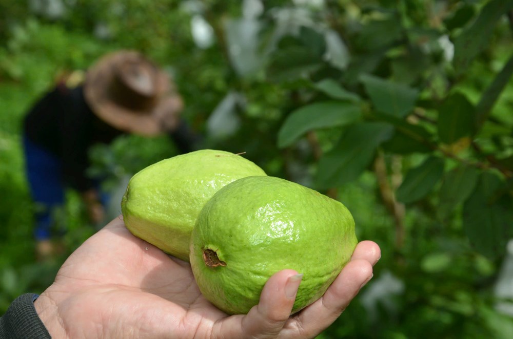 Phát triển cây ổi lê trên vùng đất Mộ Đức - ảnh 3