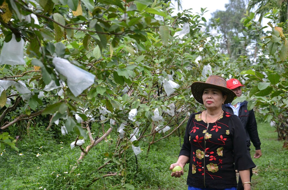 Phát triển cây ổi lê trên vùng đất Mộ Đức - ảnh 1