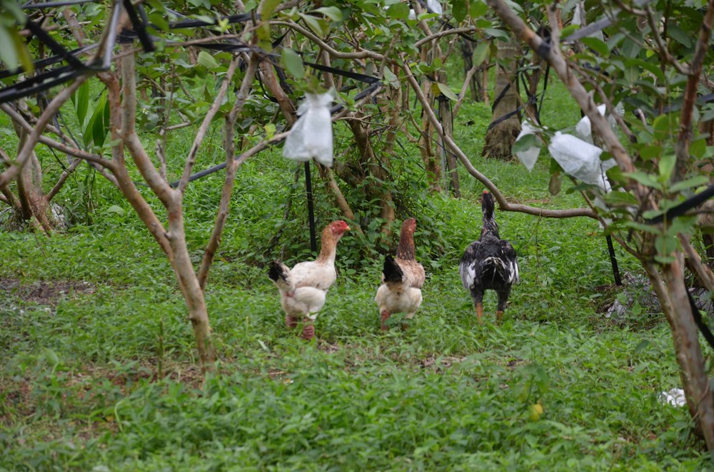 Phát triển cây ổi lê trên vùng đất Mộ Đức - ảnh 5