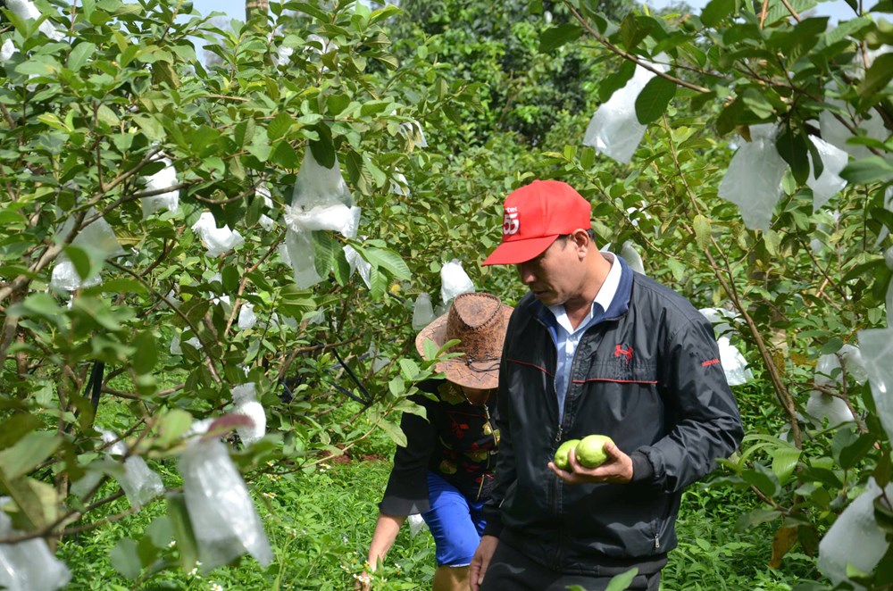 Phát triển cây ổi lê trên vùng đất Mộ Đức - ảnh 4
