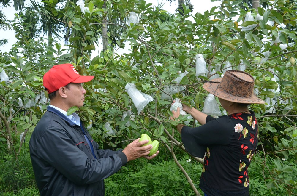 Phát triển cây ổi lê trên vùng đất Mộ Đức - ảnh 6