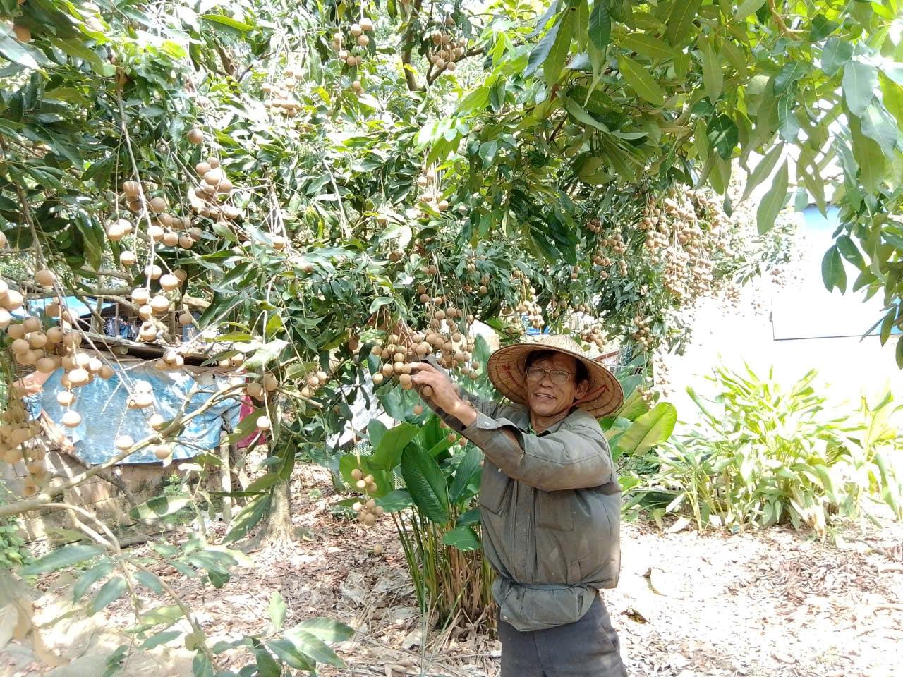 Hợp tác xã cây ăn quả Dư Xá Thượng xã Hòa Xá là