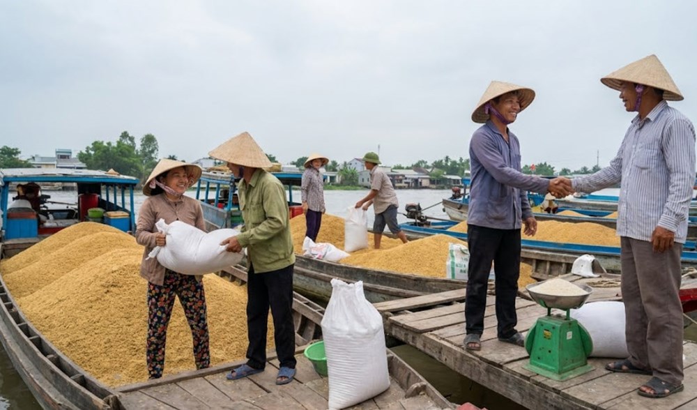 Giá lúa gạo hôm nay 19.12: Nguồn cung ổn định, sức mua chậm - ảnh 1