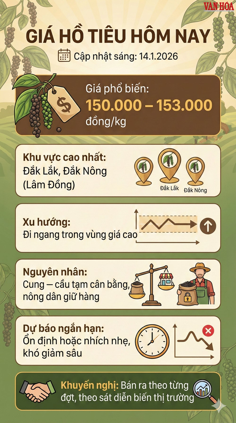 Giá hồ tiêu hôm nay 14.1: Ổn định nhưng chưa có đột phá - ảnh 3