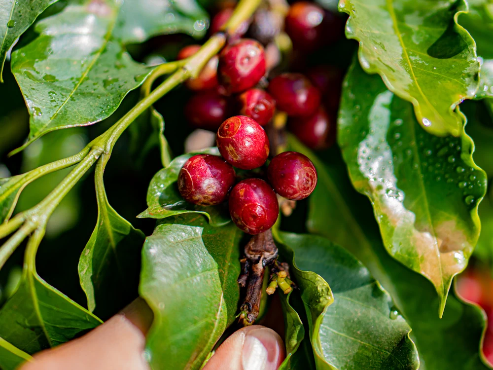 Giá cà phê được dự báo có thể giảm về khoảng 2 USD mỗi pound vào cuối năm. Ảnh: Perfect Daily Grind