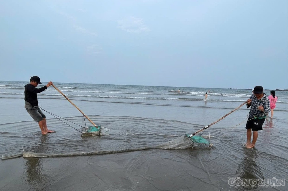 Ngư dân đi giật lùi, dùng sức kéo cào trên lớp cát dưới nước để ốc lọt vào lưới. (ảnh Kim Long) clo_br_2.jpg