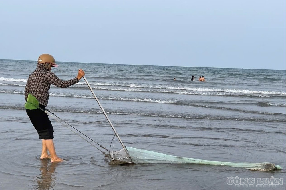 Khi thủy triều bắt đầu rút, người dân tập trung để cào cát bắt ốc cườm bán cho thương lái, nhà hàng... (ảnh Kim Long) clo_br_1.jpg