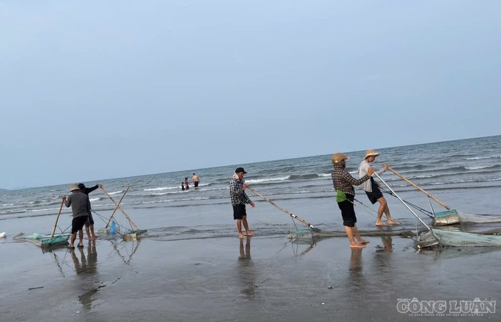 Để kéo được ốc phải đi giật lùi, dùng sức kéo cào trên lớp cát dưới nước để ốc lọt vào lưới (ảnh Kim Long) clo_br_3.jpg