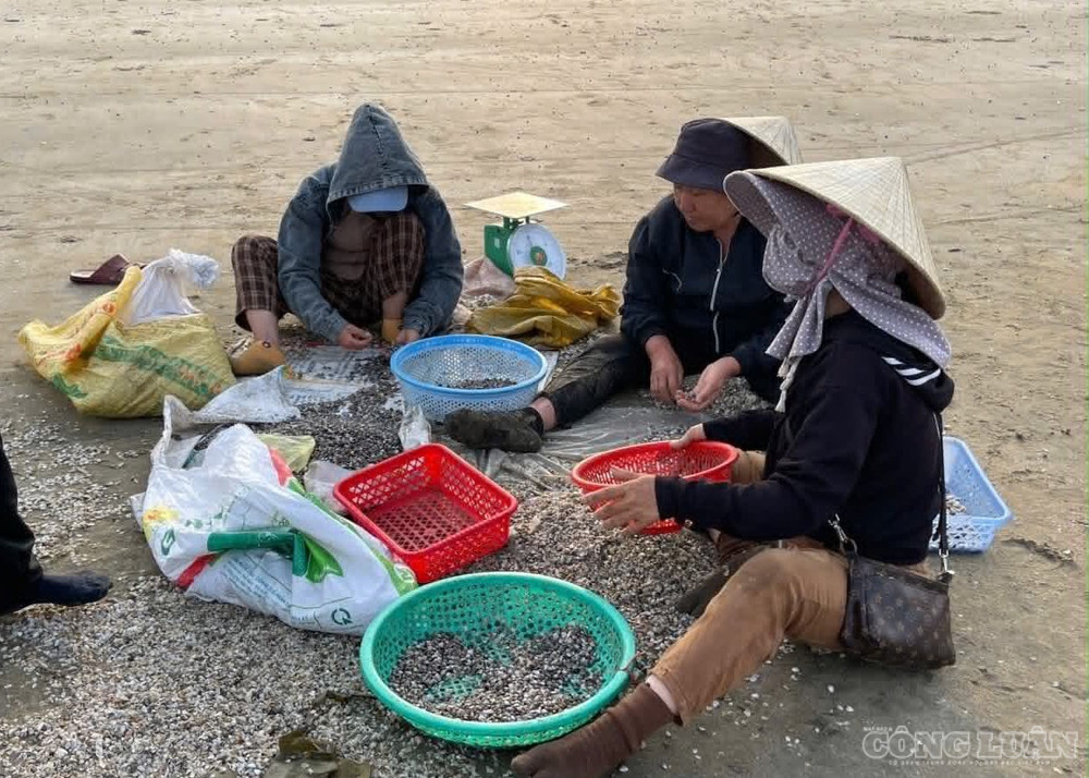 Sau khi đánh bắt, ốc cườm sẽ được người dân đãi, sàng sạch để loại bỏ hết vỏ rồi bán cho thương lái (ảnh Kim Long) clo_br_4.jpg