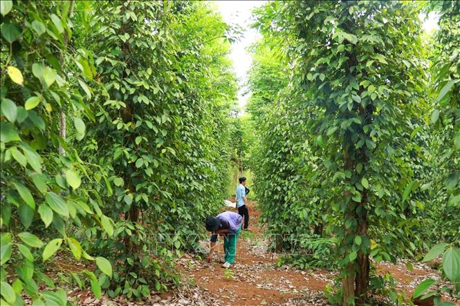 Bản tin nông sản hôm nay (24-6): Giá hồ tiêu tăng nhẹ