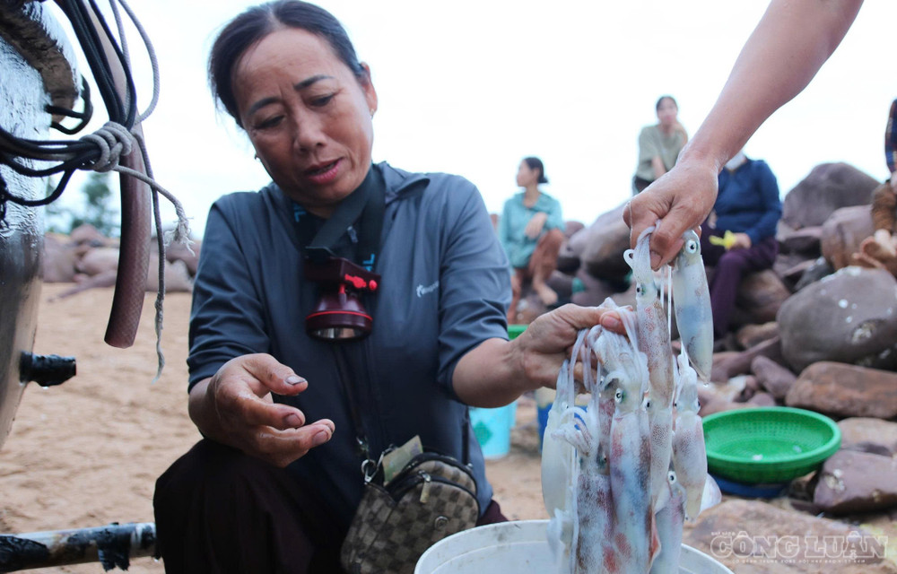 Mực câu luôn được thương lái thu mua, nhập vào các nhà hàng tại địa phương. Ảnh: Kim Long clo_br_4.jpg