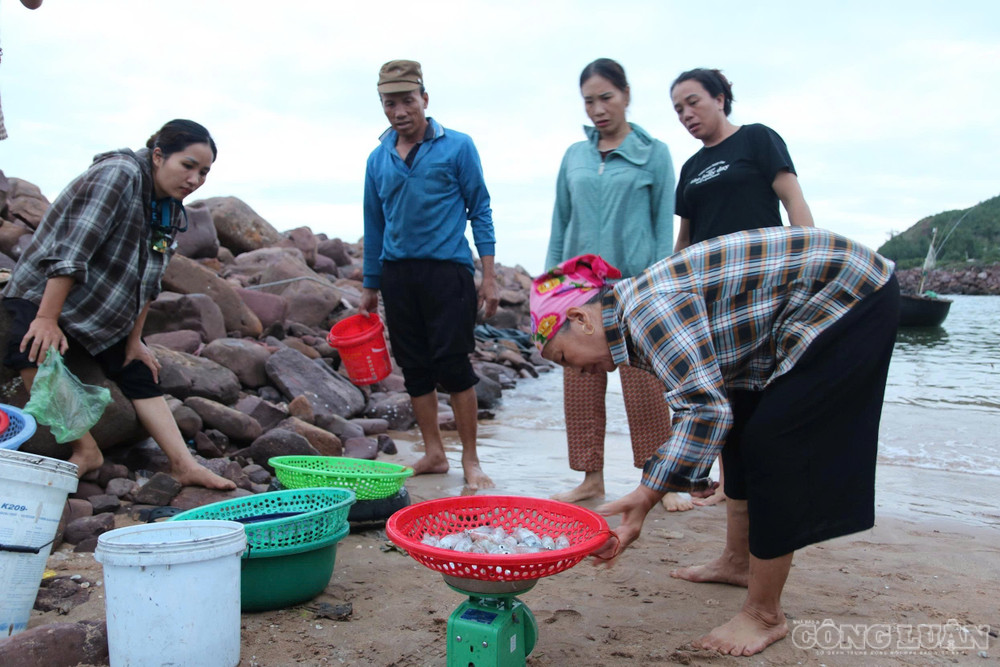 Mực câu đem lại nguồn thu nhập khá cho bà con nơi đây. Ảnh: Kim Long clo_br_6.jpg