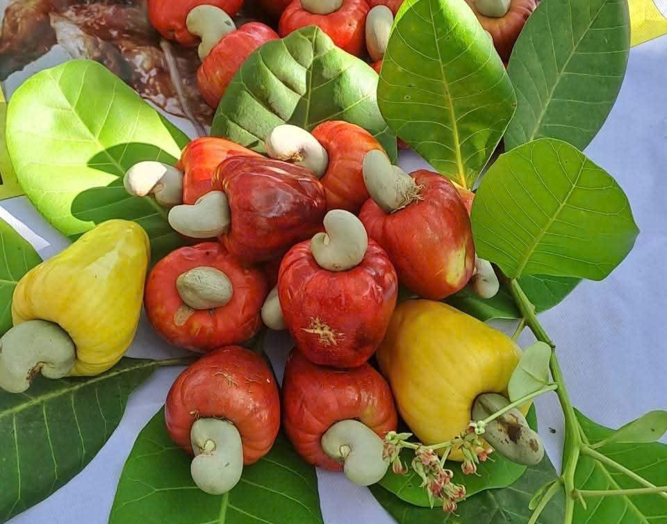 Hạt điều nhân rang nguyên vị là sản phẩm được Đồng Nai lựa chọn cho chương trình “Con đường nông sản” năm 2026. 6htiun1.jpg