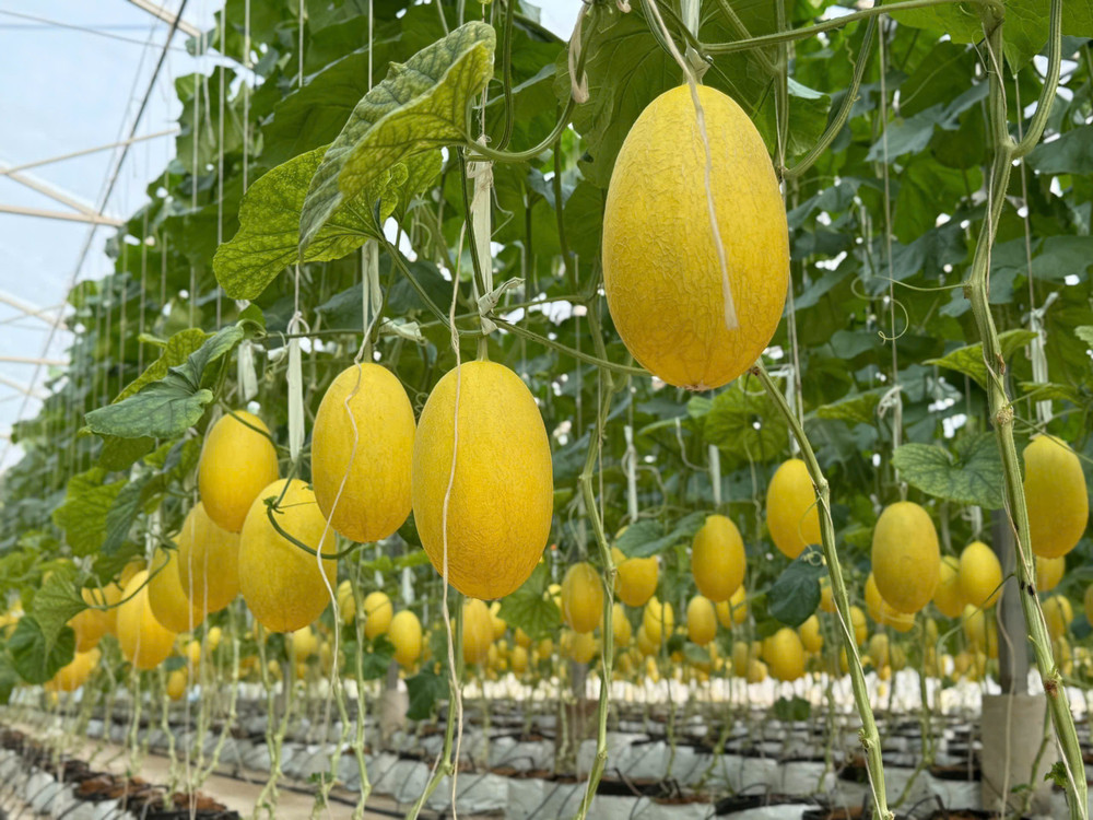 Hai sản phẩm được cung cấp từ các doanh nghiệp, hợp tác xã tham gia chương trình, với tổng khối lượng dự kiến 1,5 tấn. 2haisn1.jpg