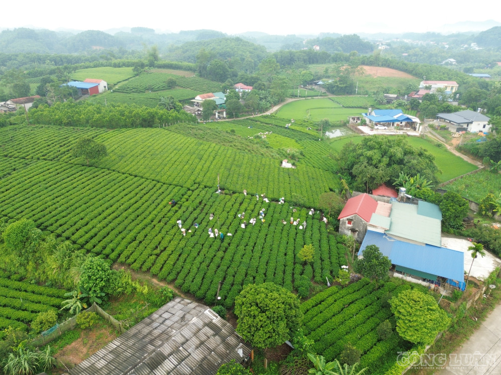 Các vùng chè của Thái Nguyên vào vụ thu đẹp nhất trong năm, chuẩn bị cho Festival trà quốc tế. Ảnh: Nguyễn Mạnh. clo_br_anh-1.jpg